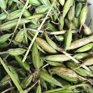 毛慈菇 山慈菇种子 冰球子果荚种籽 山茨菇 正宗独角白芨33个包邮