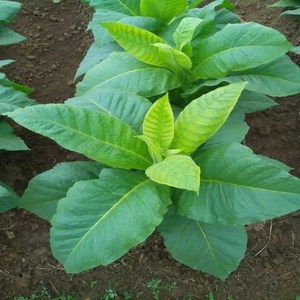 大烟种籽 大烟籽 老旱烟种子 亚布力旱烟烟丝烟叶叶子 东北烟种籽