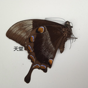 天堂凤蝶 papilioulysses 蝴蝶标本 产地澳大利亚 027