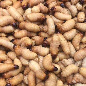 振豪商铺淘宝鲜活冻广宁竹虫竹蛹竹笋虫蛹咀食用昆虫竹子虫椰子虫