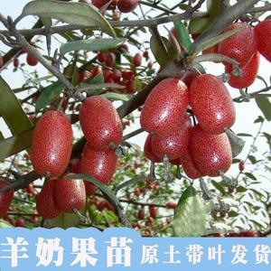 羊奶果苗德甜二号纯甜羊奶果苗嫁接苗特大羊奶果树苗胡颓子苗云南