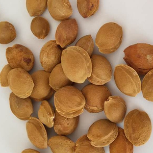 山杏种子杏树杏核野生杏仁带壳可加春季秋季优质斤装散装多年生