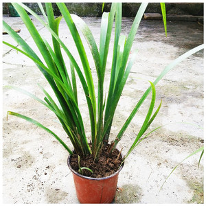 韩国贵州随手香 茴香菖蒲盆栽 三萘叶山萘苗 五香草带根花卉 绿.