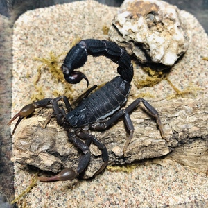 南非黑粗尾蝎parabuthus transvaalicus新手沙漠蝎宠物蝎子爬宠.