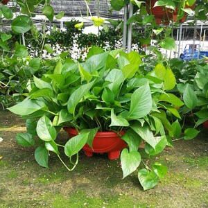 去甲醛新房家用室内大植物