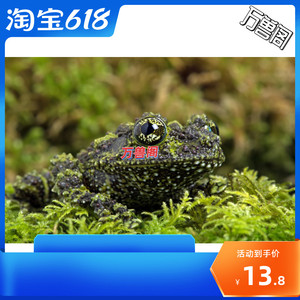 苔藓蛙鸟屎蛙蝌蚪姥爷树蛙活体爬宠澳洲蓝老爷绿老爷红吸盘蛙