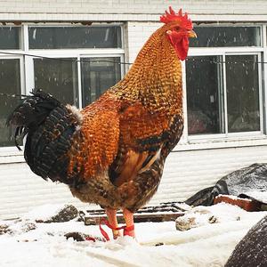 种蛋受精蛋可孵化的汶上金芦花鸡小土鸡苗受精卵纯种高产土鸡种蛋