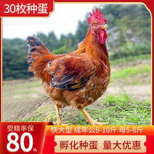 快大型土鸡种蛋受精蛋可孵化小鸡三黄鸡苗仔半大活苗幼苗30枚包邮