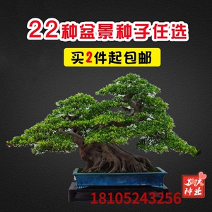 盆景花种子室内阳台花卉四季植物罗汉松红枫榆树榕树腊梅盆栽种子