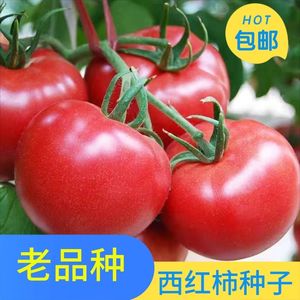 高产大番茄种子超甜超大红果大西红柿春季秋季抗高温蔬菜瓜果种籽