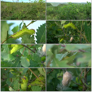 柞蚕柞树蚕茧蚕蛹绿虫蚕场放蚕养蚕蚕宝宝视频素材