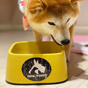 大狗盆狗碗宠物食盆饮水防打翻饭盆狗狗犬柴犬水盆喝水用品猫食碗