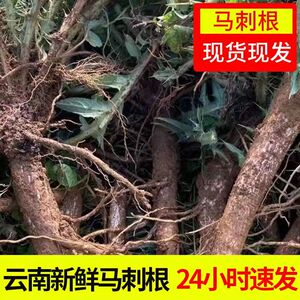 云南野生大蓟菜马刺根刺萝卜恶鸡婆新鲜现挖顿鸡排骨猪蹄食用包邮