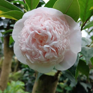 001人付款淘宝学士武士茶花嫁接多年带花苞 粉色托桂型品种 包对版