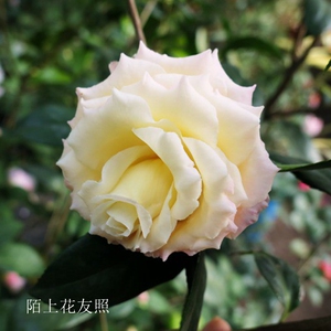 新世纪福建龙岩名贵进口品种茶花苗黄色玫瑰文瓣型中型花当年开花