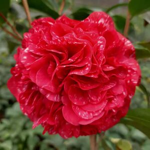 云斑大元帅茶花