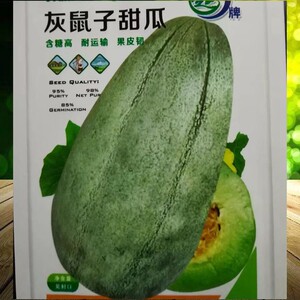 灰鼠子甜瓜种子全生育期75天果皮灰色肉绿色老品种单果500克左右