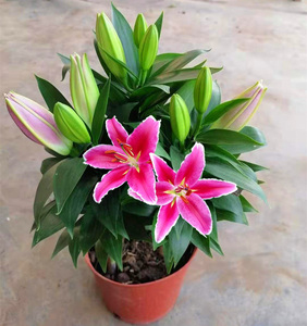 香水百合花盆栽苗带花苞水培室内客厅办公室阳台四季好养植物花卉