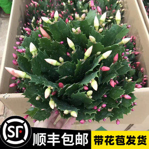 多色蟹爪兰花苗盆栽带花苞四季开花重瓣螃蟹抓莲好养易活室内花卉