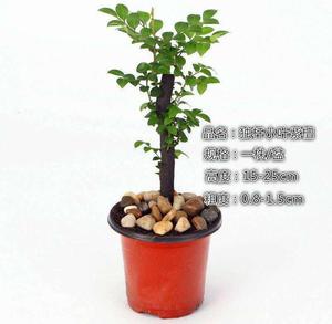 檀香木盆栽小叶h紫檀盆景树苗紫檀树桩室内阳台花卉绿植盆栽耐寒