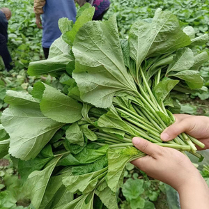 苋菜新鲜冬苋菜