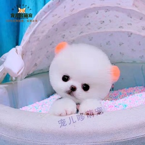 【茶杯犬全价】茶杯犬全价品牌,价格 - 阿里巴巴