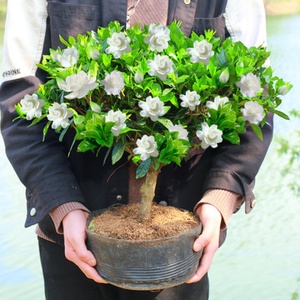 栀子花树苗大花浓香型花卉盆栽植物四季开花枝枝花苗阳台庭院老桩