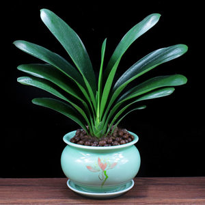 君子兰盆栽办公室内好养植物客厅花卉四季常青盆景吸甲醛桌面绿植