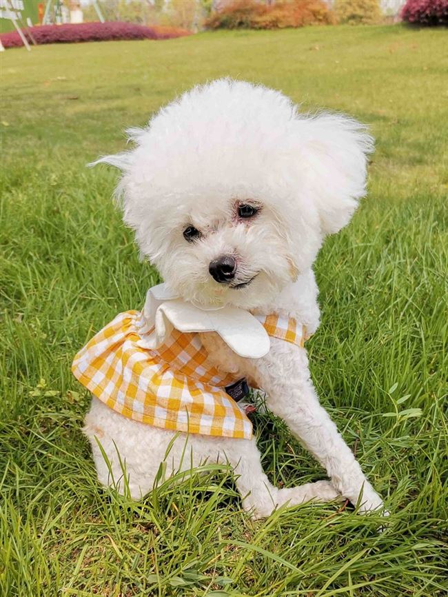 泰迪公主小型网红小狗狗衣服比熊茶杯犬穿的裙子夏天薄款博美春款