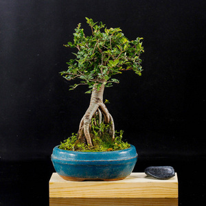 微盆景小品 小型榆树盆景 盆栽 掌上盆景造型 微型花卉绿植树