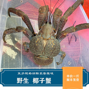 鲜活椰子蟹海鲜水产寄居蟹超大帝王蟹宠物蟹皇帝蟹1斤单价包邮