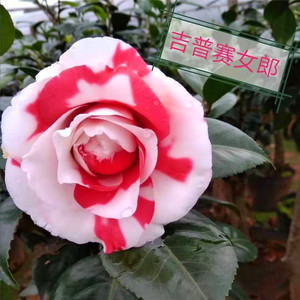 【吉普赛女郎茶花】吉普赛女郎茶花品牌,价格 - 阿里巴巴
