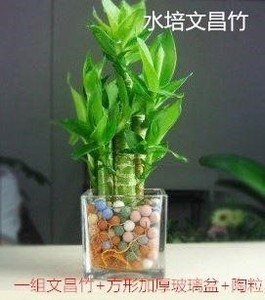 文昌竹4支盆栽植物水养荷花竹防辐射办公桌电脑桌面富贵竹转运