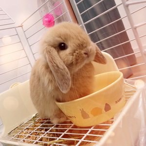 包邮宠物活体兔兔公主兔宠物兔侏儒兔兔黄垂耳兔道奇熊猫兔白兔
