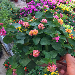 五色梅盆栽带花苞棒棒糖马缨丹庭院五彩花卉大全室外地栽多年生