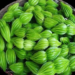 云南普洱黎明特产野山小苦瓜也喊翅果藤新鲜野菜苦瓜凉拌炒肉食用