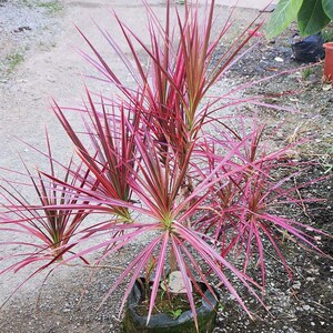 七彩铁五彩千年木马尾铁室内绿植盆栽一物一拍多省包邮北欧风网红