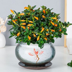 发财金鱼花多肉客厅花卉四季阳台好养树苗招财吊兰室内盆栽植物