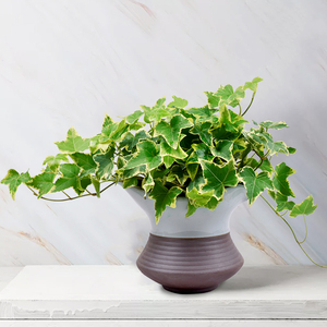 花叶银边常春藤盆栽室内庭院垂吊兰小绿植四季常青吸甲醛净化空气