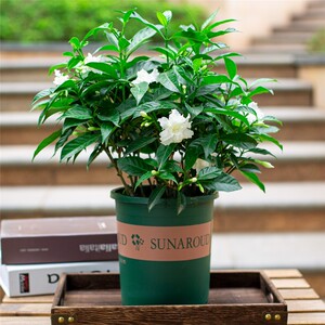 丁香花盆栽庭院阳台四季好养开花植物浓香型花卉白色花朵狗牙花苗