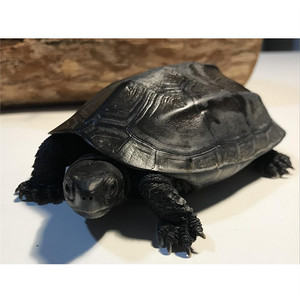 水龟深水 淡水墨龟全黑水陆两栖宠物乌龟活物稀有家养观赏龟小型