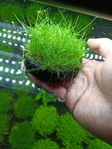 孔雀鱼专用鱼缸水草造景不用水草泥增氧净化水质新手水草