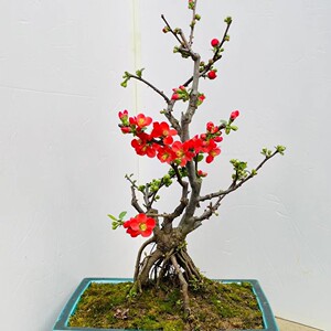 原生复色海棠盆景