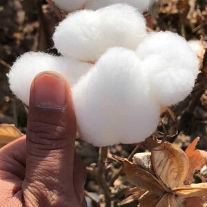 新疆棉花采摘机