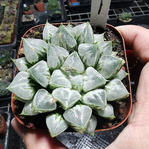 爱心寿盆栽玉露多肉植物love heart心形寿趣味迷你带盆栽好包邮