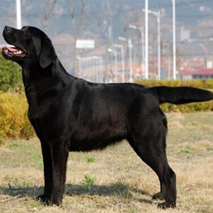 静车屋87淘宝狗粮大包装100斤拉布拉多红黑狼犬土狗大型犬饲料成年