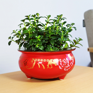 水仙花花盆陶瓷创意个性红色水培铜钱草植物大号清仓水养盆福字