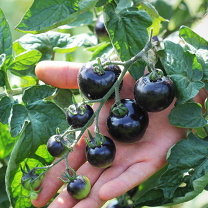 黑番茄种子超甜圣女果种孑樱桃西红柿种籽子四季播种阳台盆栽蔬菜