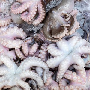 2斤小八爪鱼冷冻小章鱼八抓鱼海鲜水产鲜活网红八爪鱼大爆头包邮