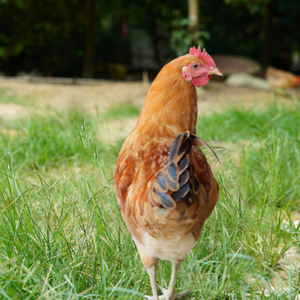 【买一送一】田园居土公鸡自然生长林下散养2.5-3斤/只农家走地鸡